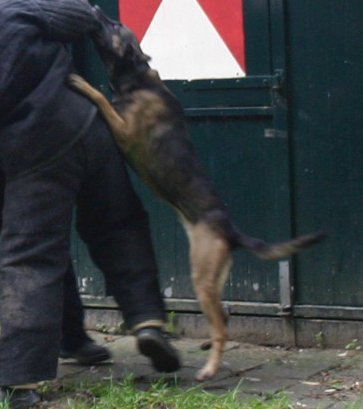 foto van een hond die de pakwerker bijt