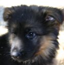 foto van een pup