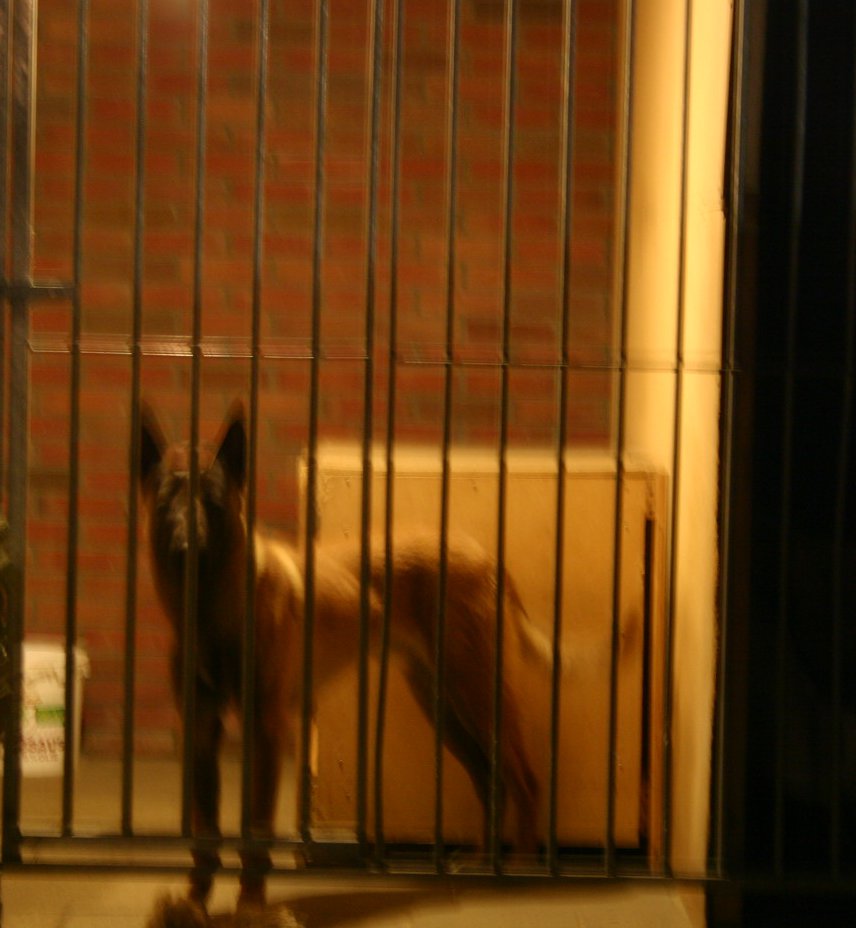 foto van de kennel in het donker met het licht aan