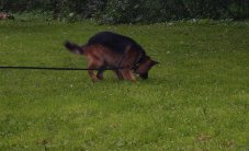 de duitse herder tailo bezig met het zoeken naar kleine voorwerpjes